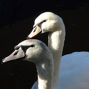 Mute swan / Cygnus olor