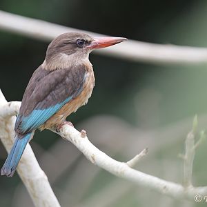 Brown-hooded Kingfisher (Halcyon albiventris)