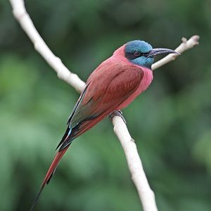Northern Carmine Bee-eater (Merops nubicus)