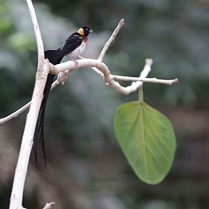 Long-tailed Paradise-whydah (Vidua paradisaea)