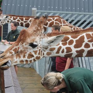 Reticulated Giraffes
