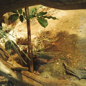 predator ridge- puff adders