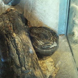 predator ridge- african rock python