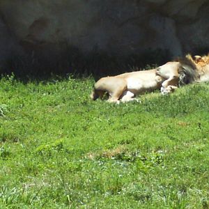 predator ridge- sleeping lion