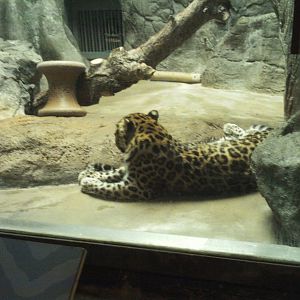 feline house- amur leopard with hidden cub