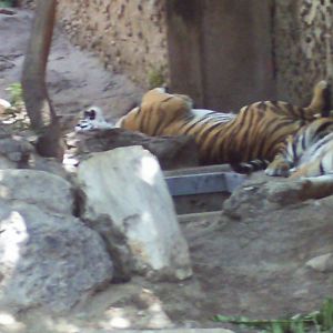 feline house- snoozing tigers