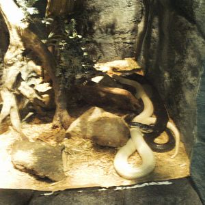 tropical discovery-monocled cobra exhibit