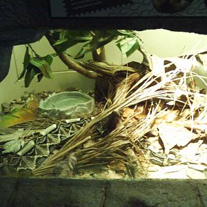 tropical discovery- gaboon viper exhibit