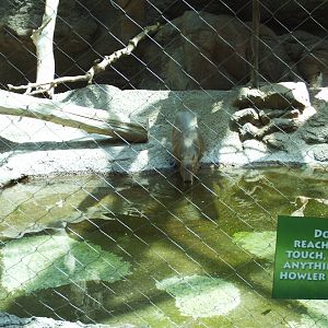 tropical discovery- capybara exhibit