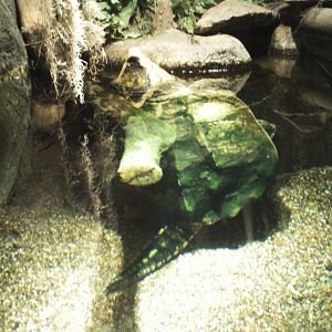 tropical discovery- alligator snapper