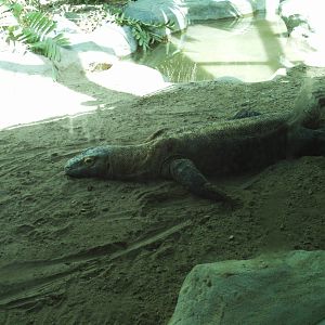 tropical discovery- komodo dragon