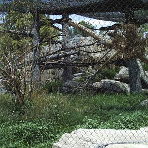 toyota elephant passage- clouded leopard exhibit
