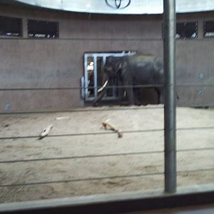 toyota elephant passage- indoor elephant exhibit