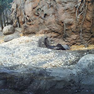 toyota elephant passage- asiatic small-clawed otters