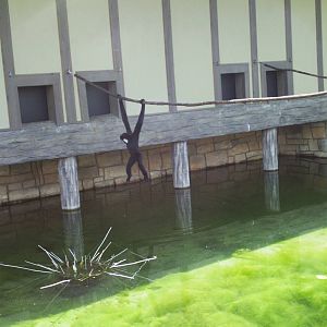 toyota elephant passage- swinging gibbon