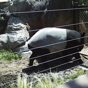 toyota elephant passage- malayan tapir