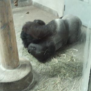 primate panorama- sleeping gorilla