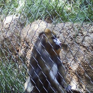 primate panorama- mandrill