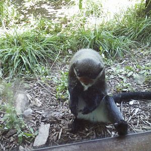 primate panorama- debrazza's monkey