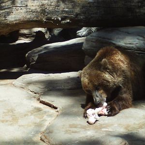 bear mountain- grizzly bear snack time