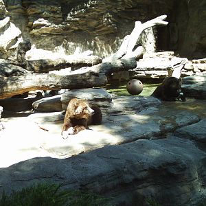 bear mountain- grizzly bear exhibit