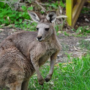 Great grey kangaroo/ Macropus giganteus