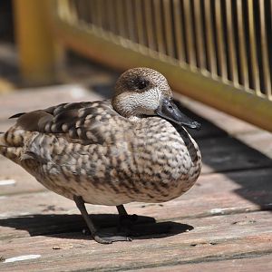 Marbled teal/ Marmaronetta angustirostris