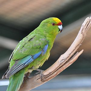 Yellow-fronted parakeet/ Cyanoramphus auriceps