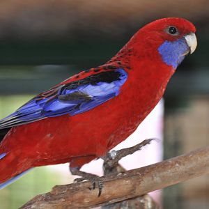 Crimson rosella/ Platycercus elegans