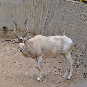 Addax/ Addax nasomaculatus