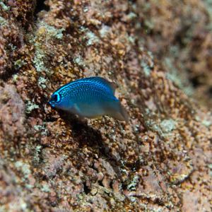 Grey Demoiselle juvenile grazing (Chrysiptera glauca)