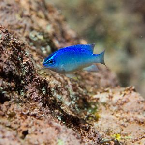 Grey Demoiselle juvenile (Chrysiptera glauca)