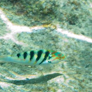 Sixbar Wrasse (Thalassoma hardwicke)