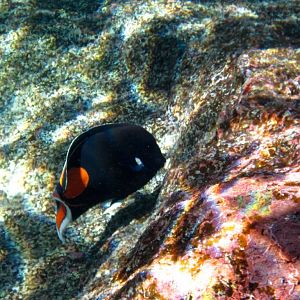 Achilles Tang (Acanthurus achilles)