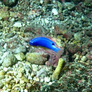 South Seas Devil (Chrysiptera taupou)