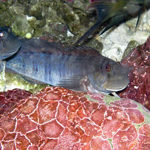 Rippled Rockskipper (Istiblennius edentulus)