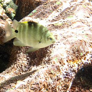 Blackspot Sergeant (Abudefduf sordidus)