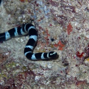 Bluelipped Sea Krait (Laticauda laticaudata)