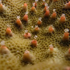 Closeup of Coral Polyps