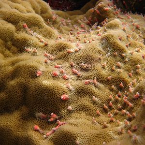 Coral polyps