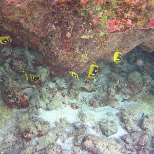 Four-spot Butterflyfish