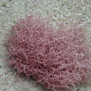 Pink seaweed?