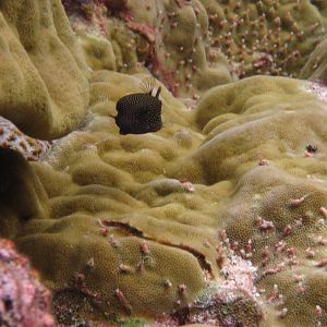 Spotted Boxfish female