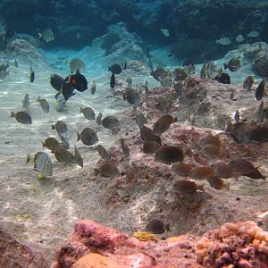 Variety of reef fish