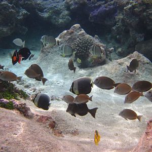 Reef fish