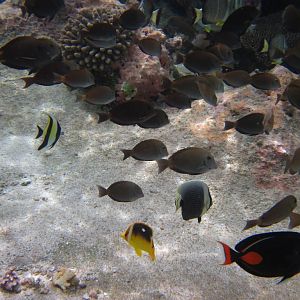 Reef fish