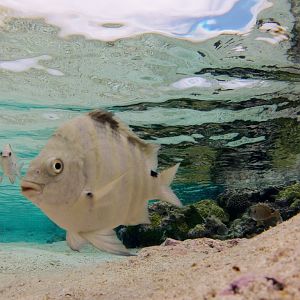 Blackspot Sergeant (Abudefduf sordidus)