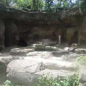 Jul. 2012-American Black Bear exhibit