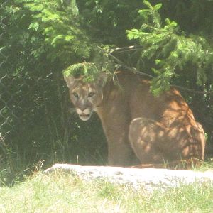 Jul. 2012-Joseph, the Cougar