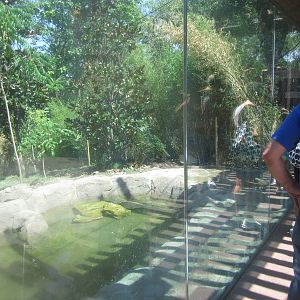 Jul. 2012-Malayan Tiger exhibit vieiwng